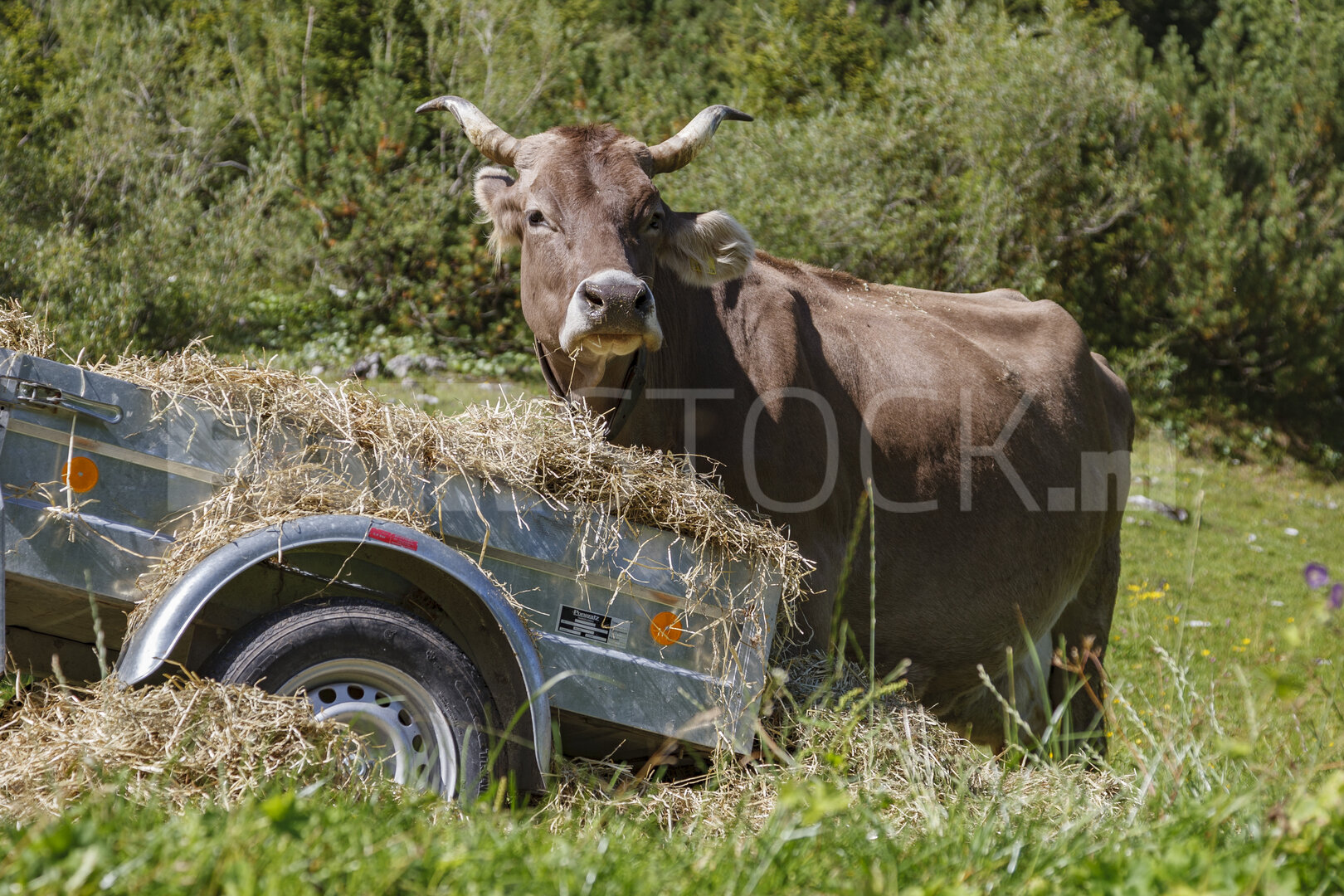 Bruine koe eet hooi in alpenweide