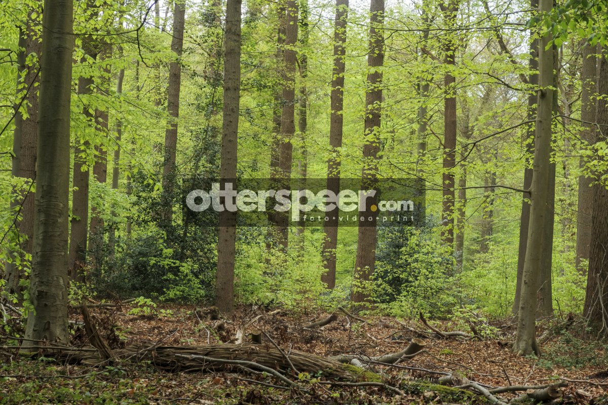 Lush forest with tall trees and vibrant greenery in springtime g