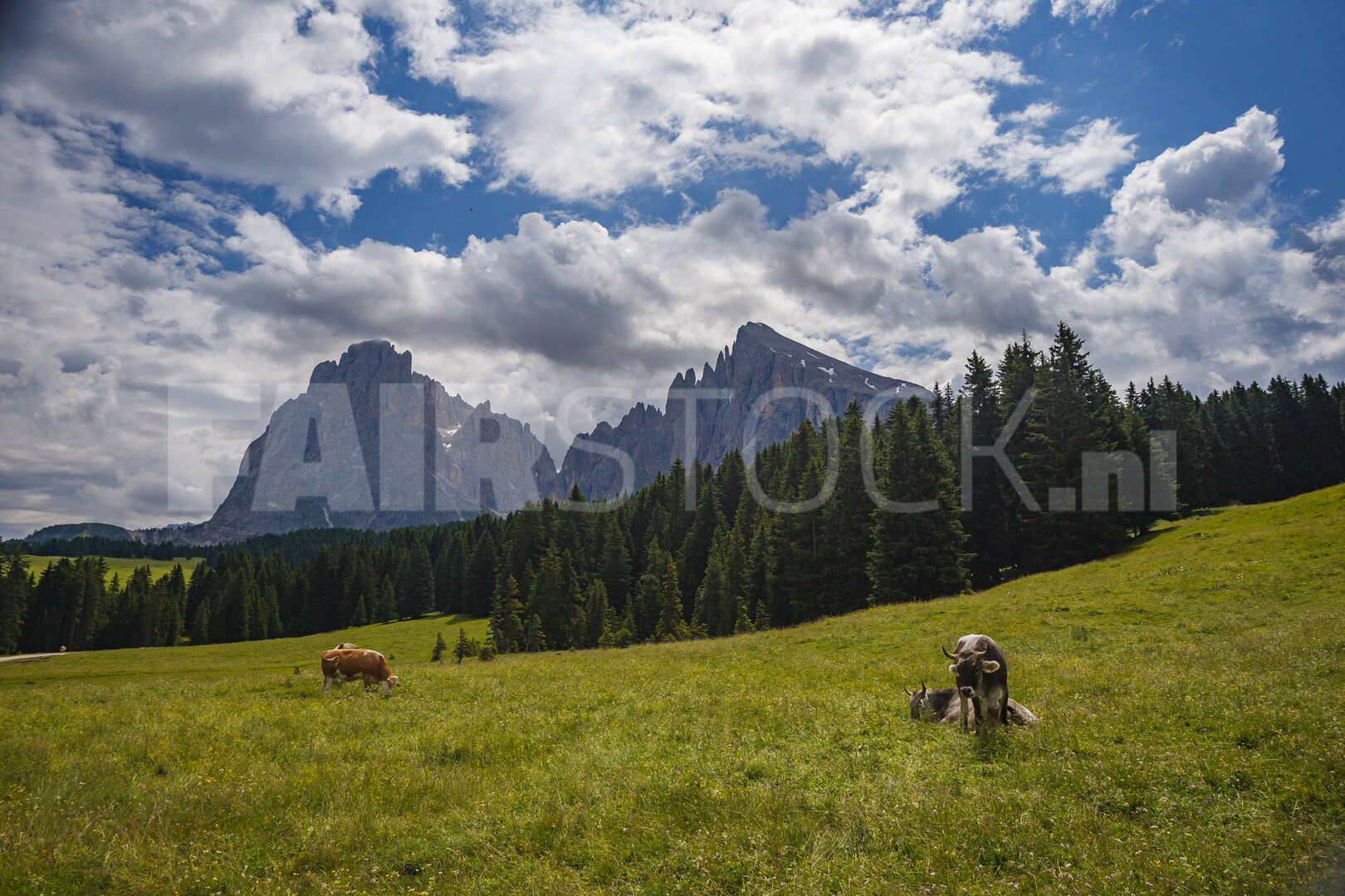 Spectaculair Alpenlandschap in Italië met grazend vee