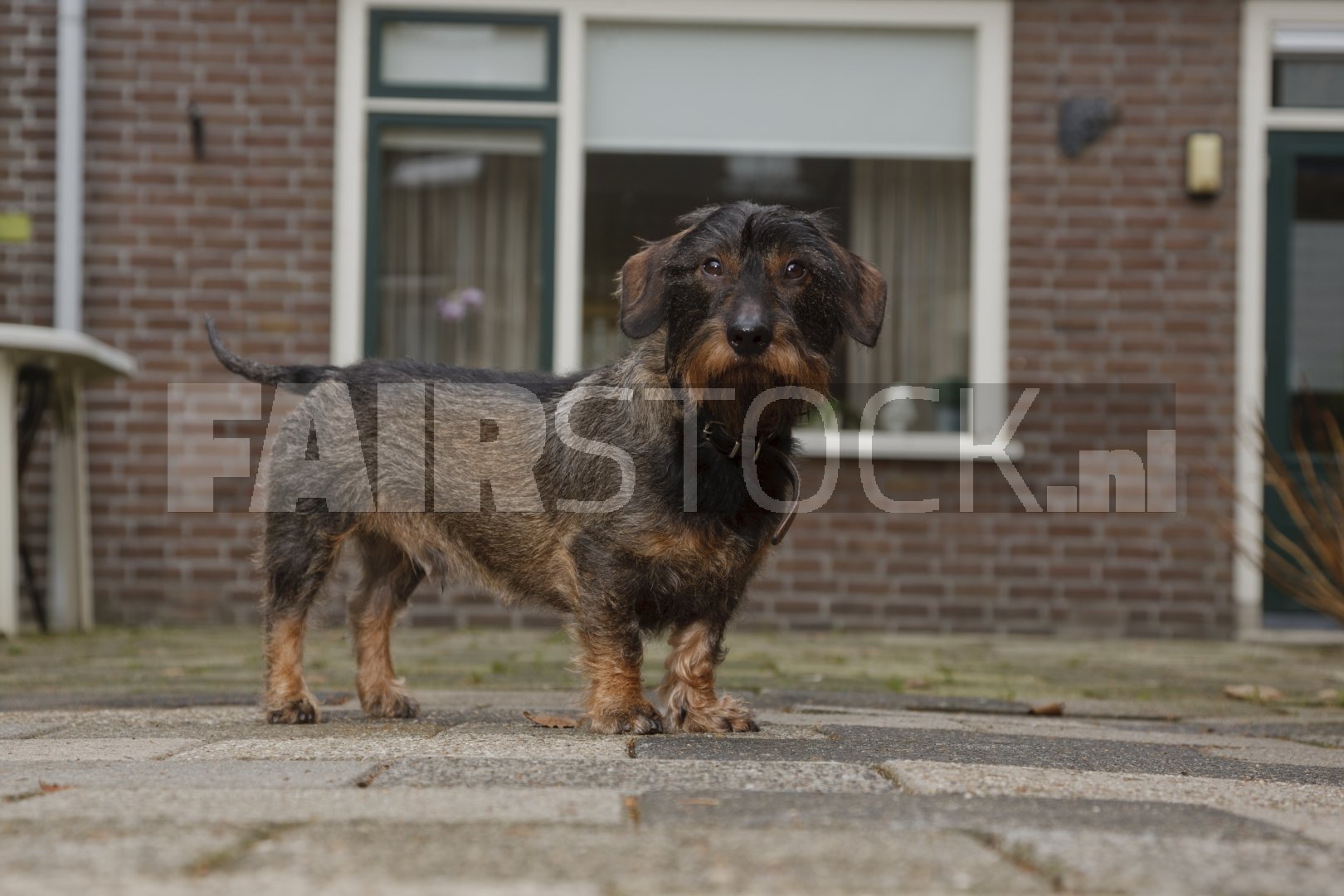 Kleine bruin-zwarte hond op stenen pad