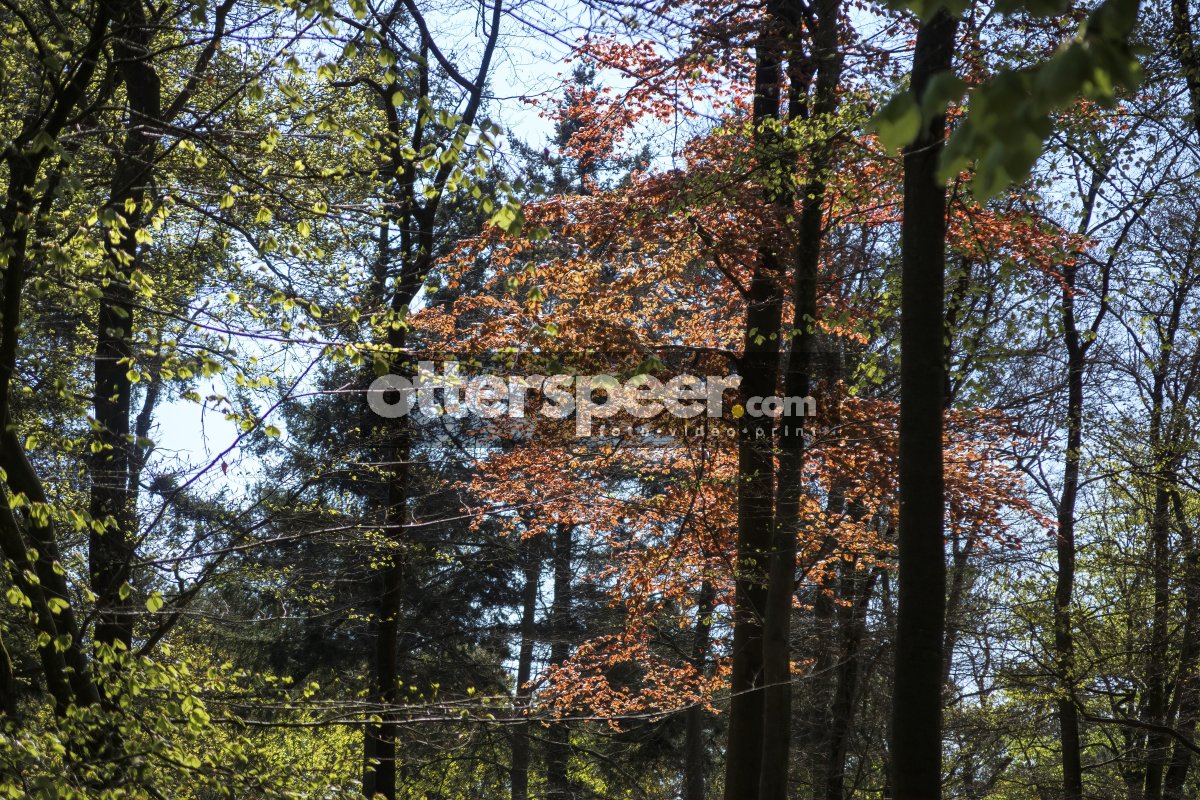Vibrant colors of early spring emerge in a tranquil forest with