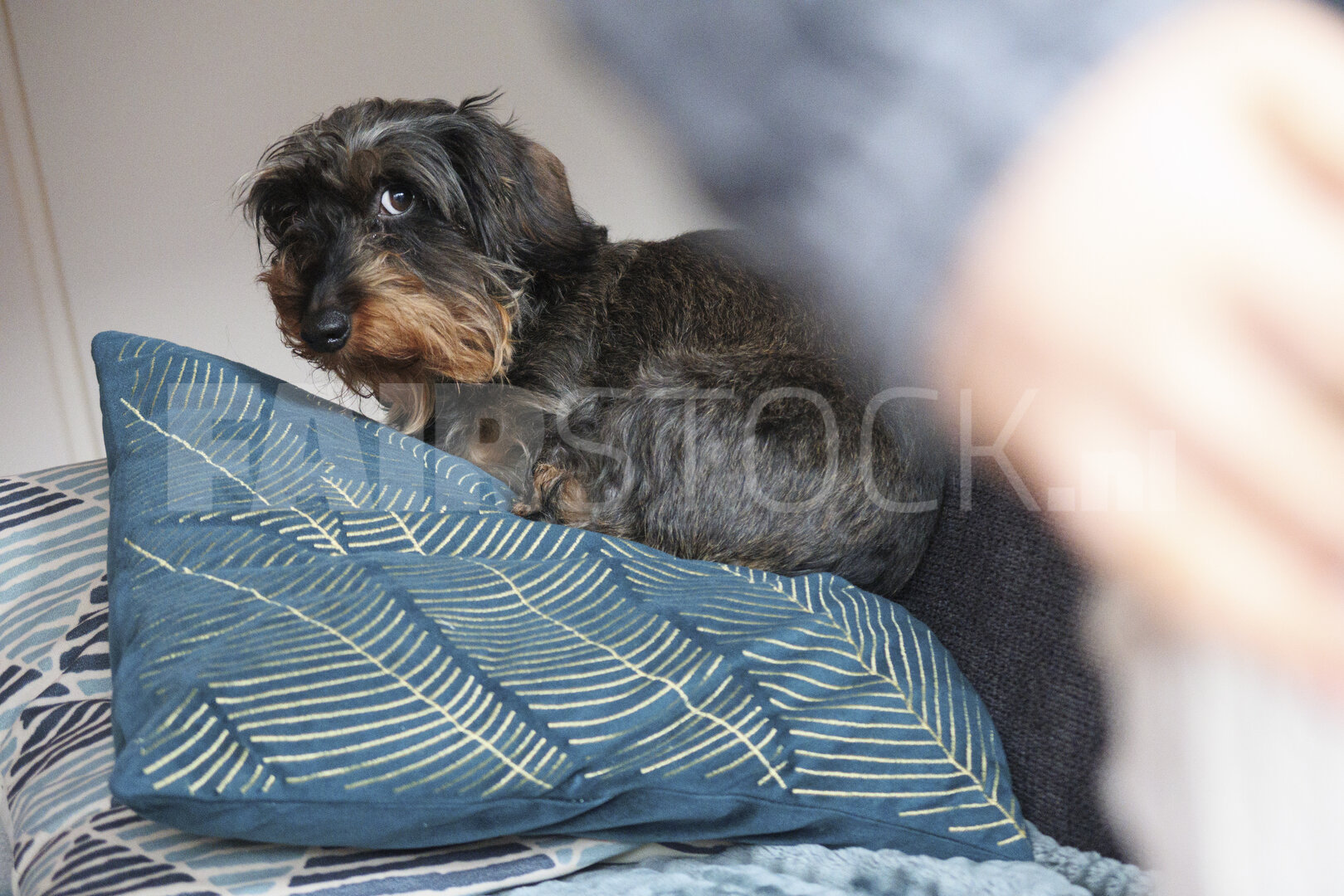 Dachshund resting on a blue cushion in a cozy indoor setting