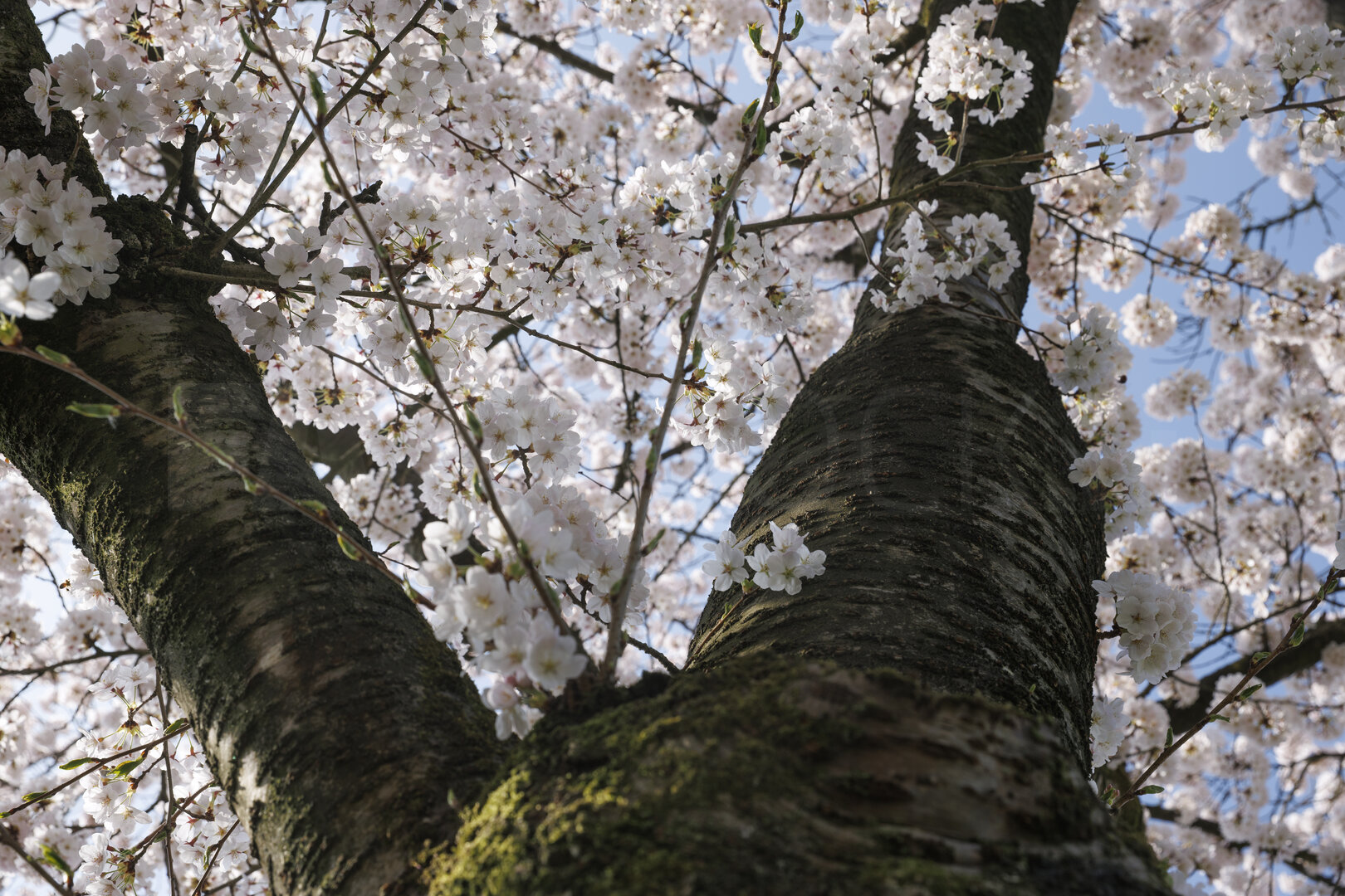 Bloeiende kersenbloesem in Zevenbergen