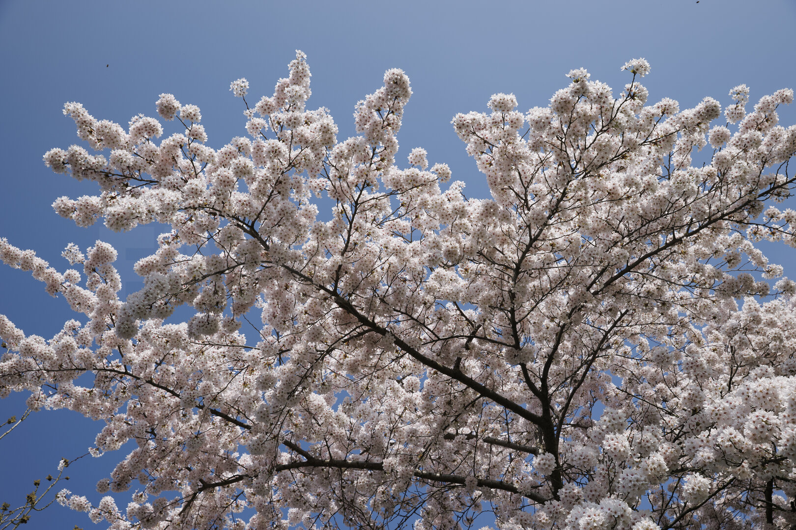 Vibrante kersenbloesemboom in volle bloei tegen helderblauwe lucht