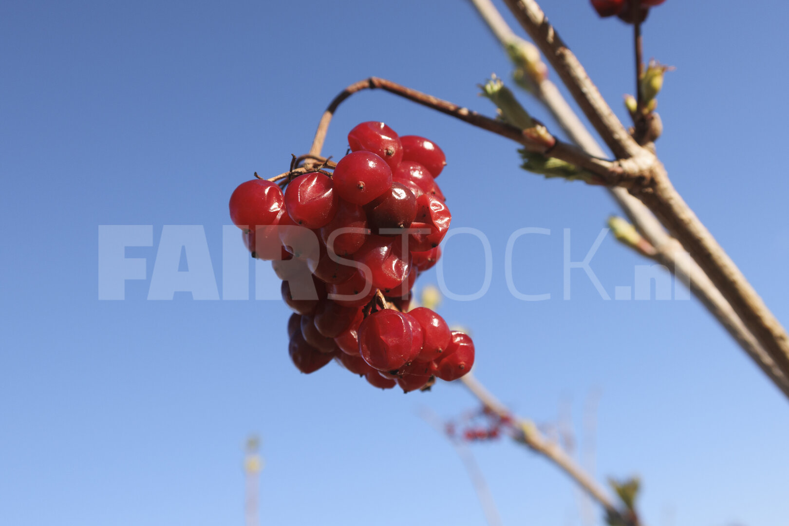 Freshly picked red berries hang from a slender branch against a