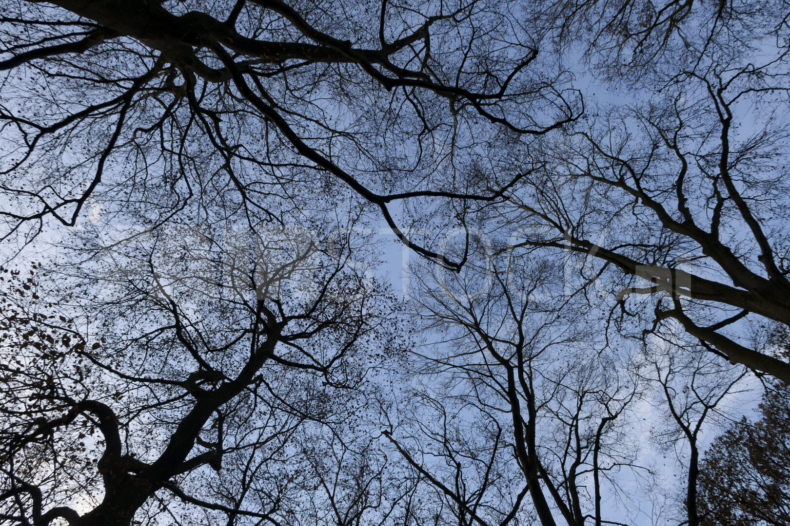 Overgang herfst naar winter onder kale boomkruinen