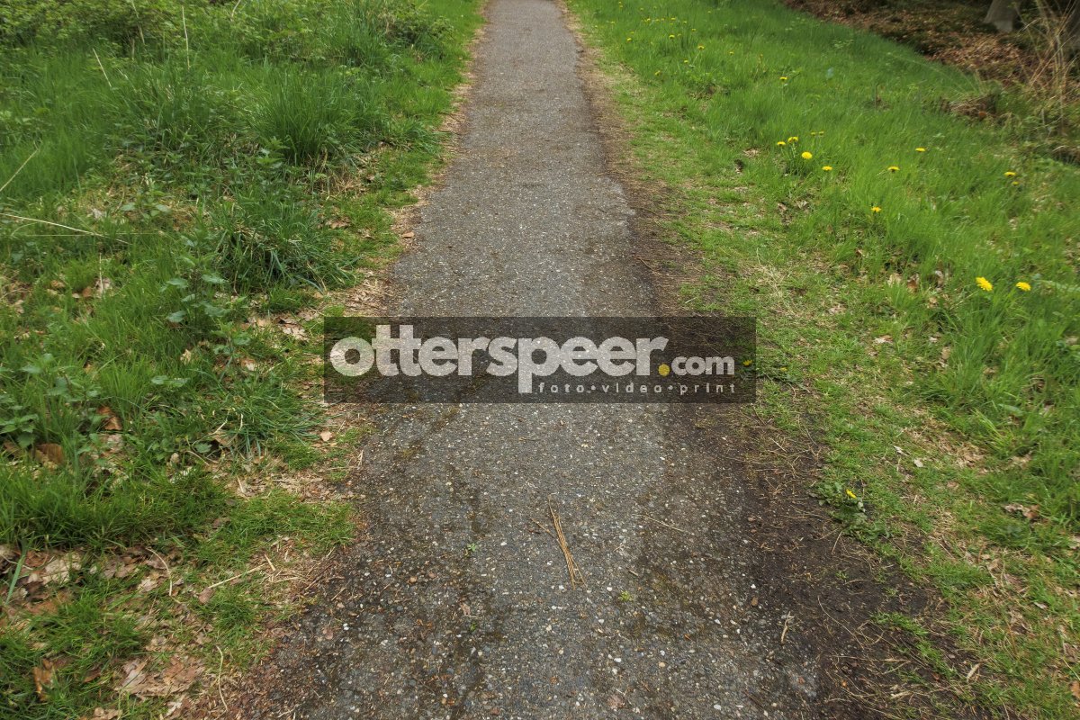 Lush green pathway through a tranquil nature area in early sprin