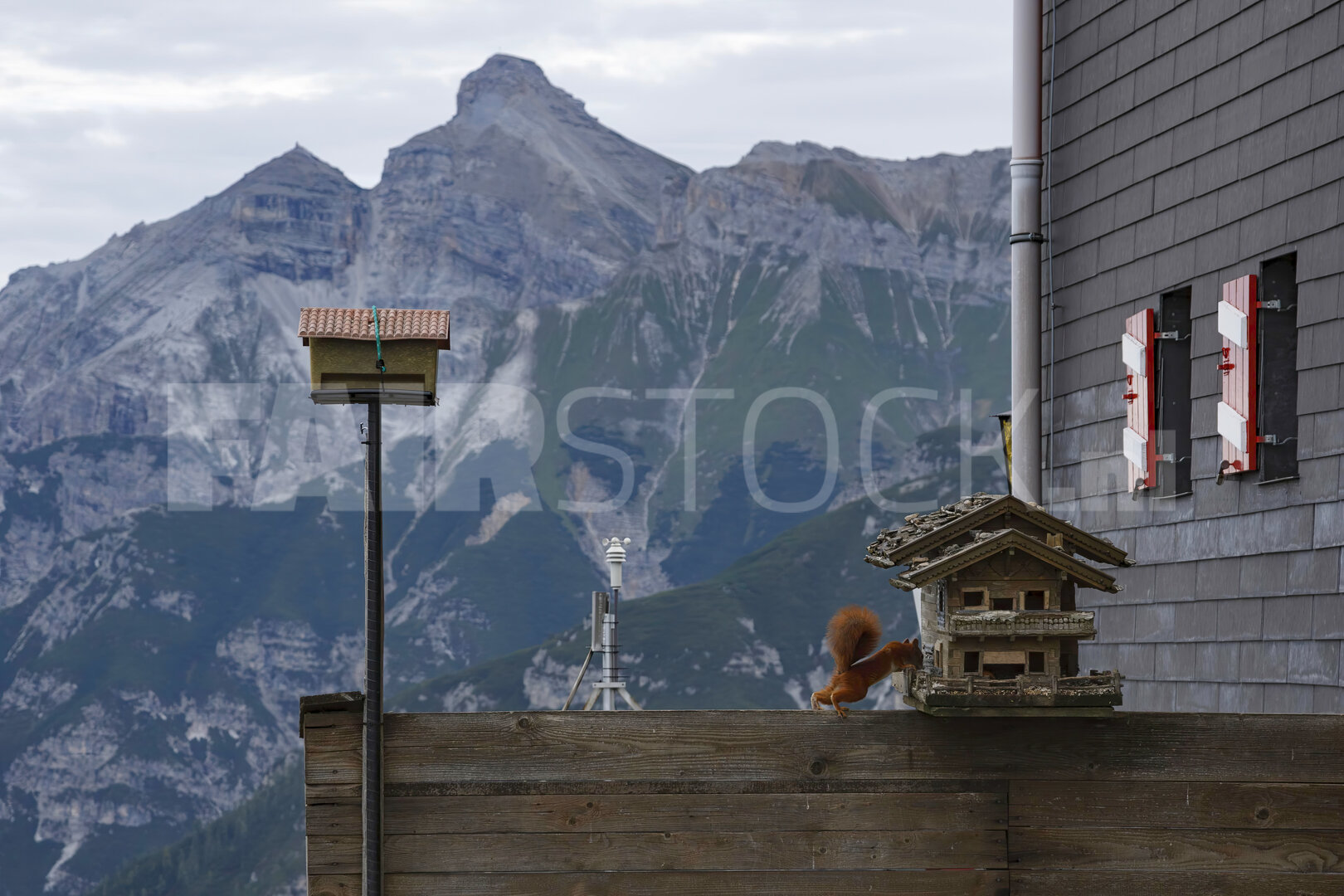 Eekhoorn bezoekt voederhuisje op Alpse berghutte