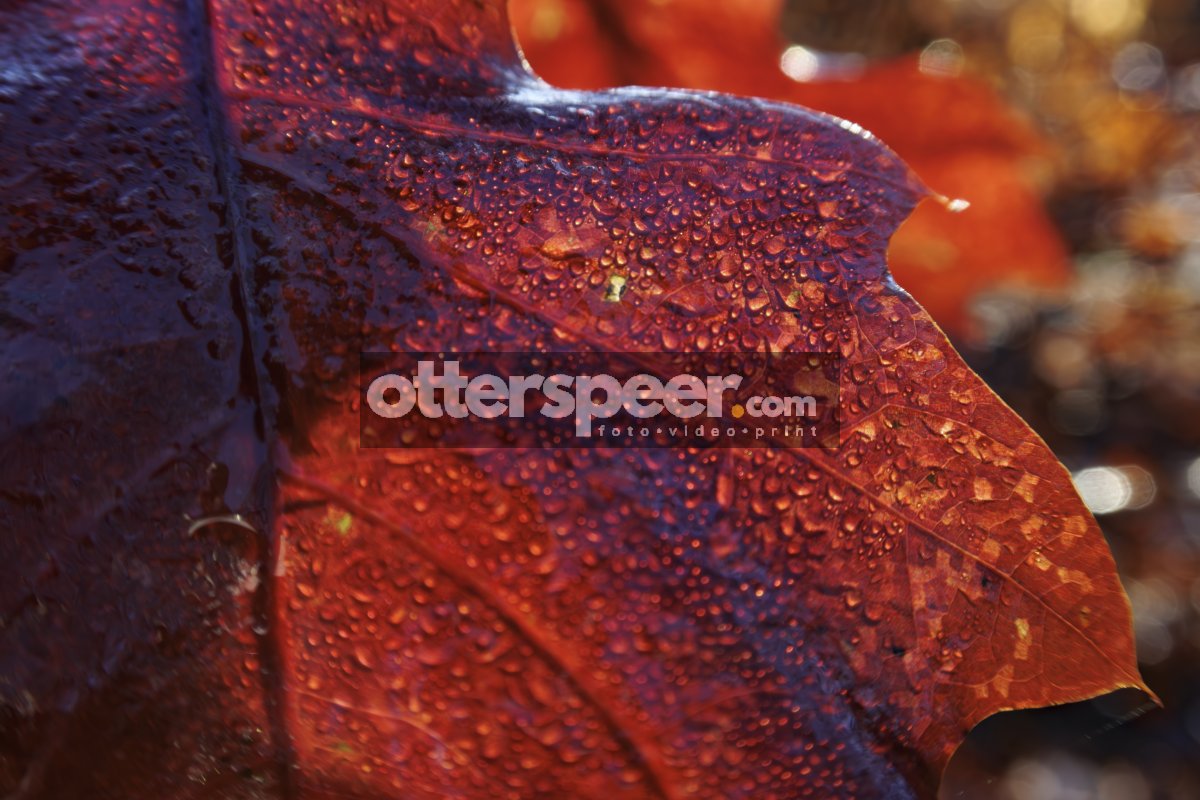 Rood herfstblad met dauwdruppels