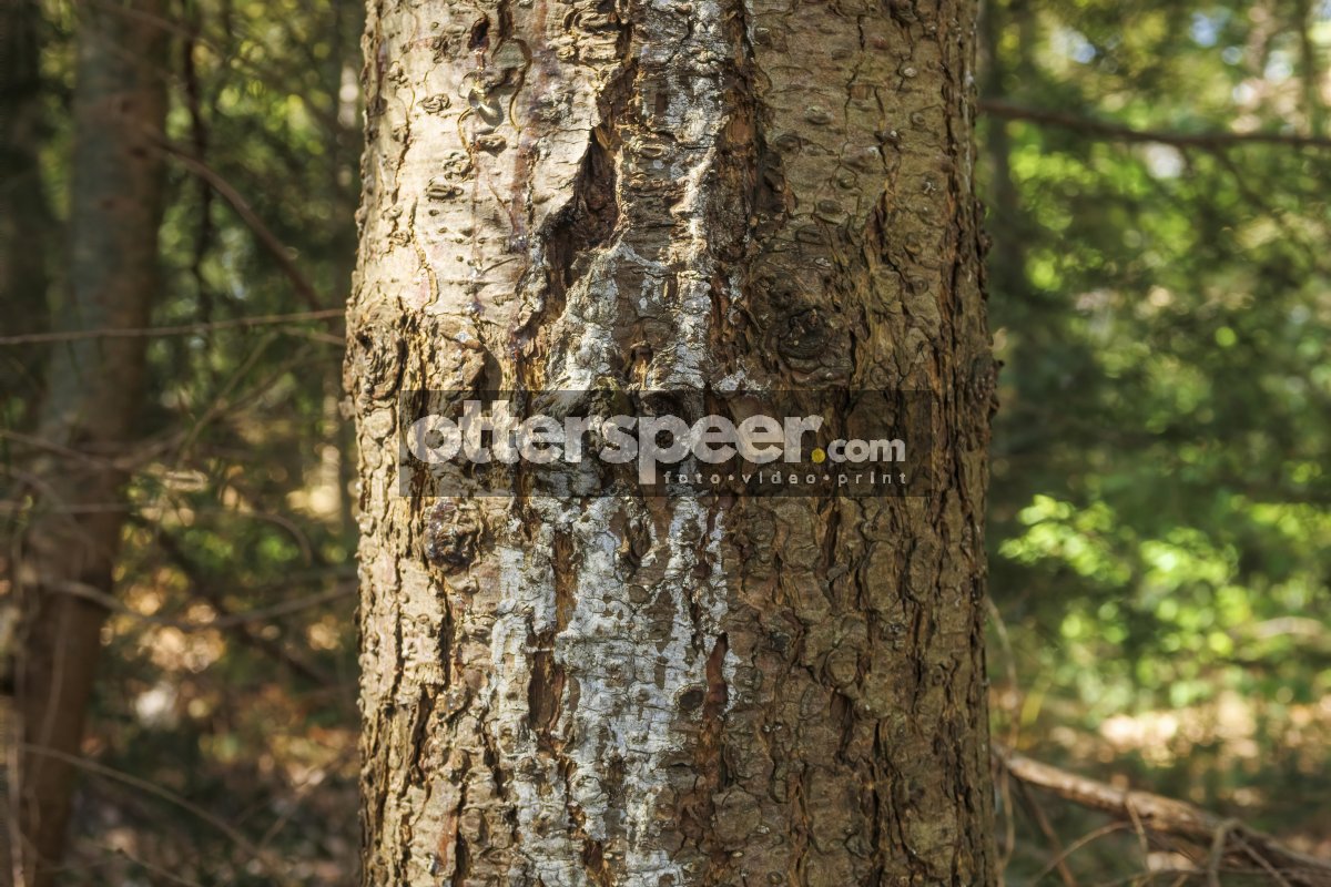 Unique texture and patterns of a tree bark in a lush forest on a