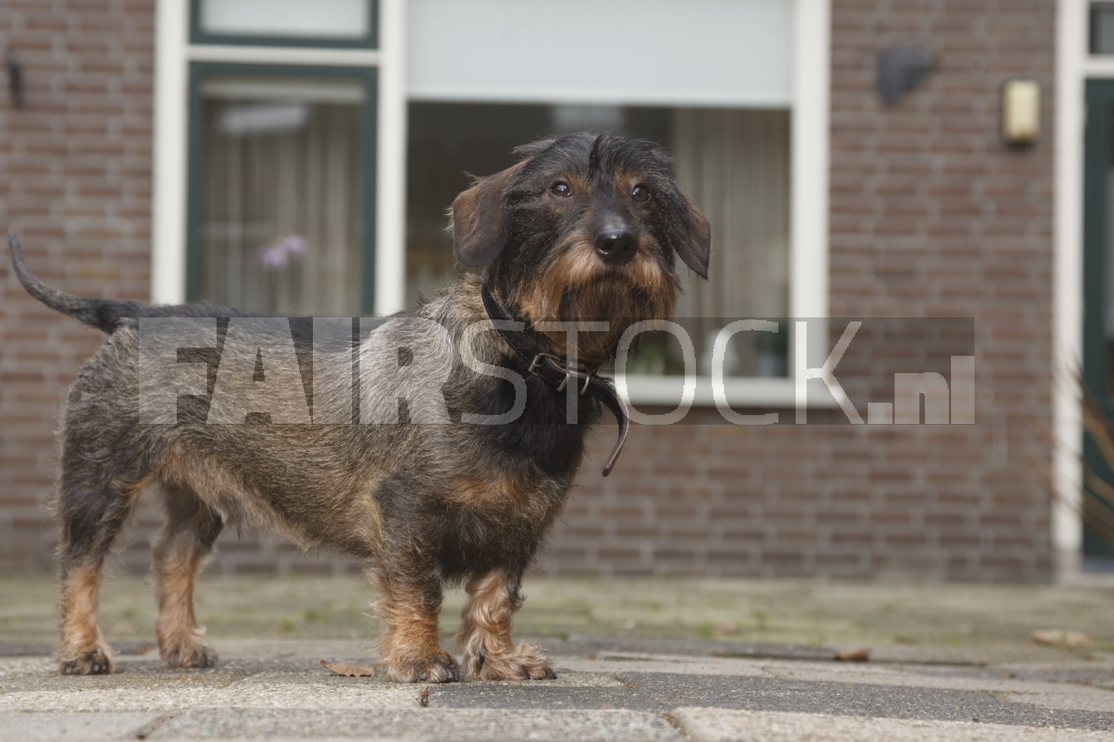 Kleine hond op stenen pad buiten een huis