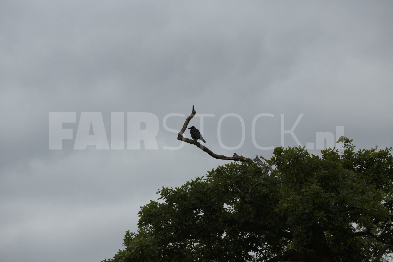 Vogel op tak tegen bewolkte lucht