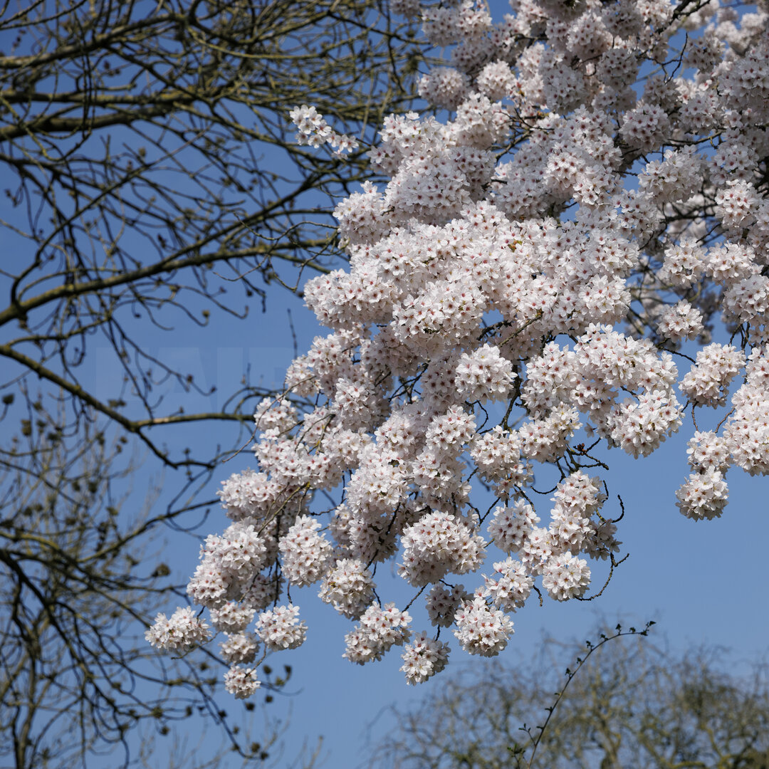 Bloeiende kersenbloesem in Zevenbergen