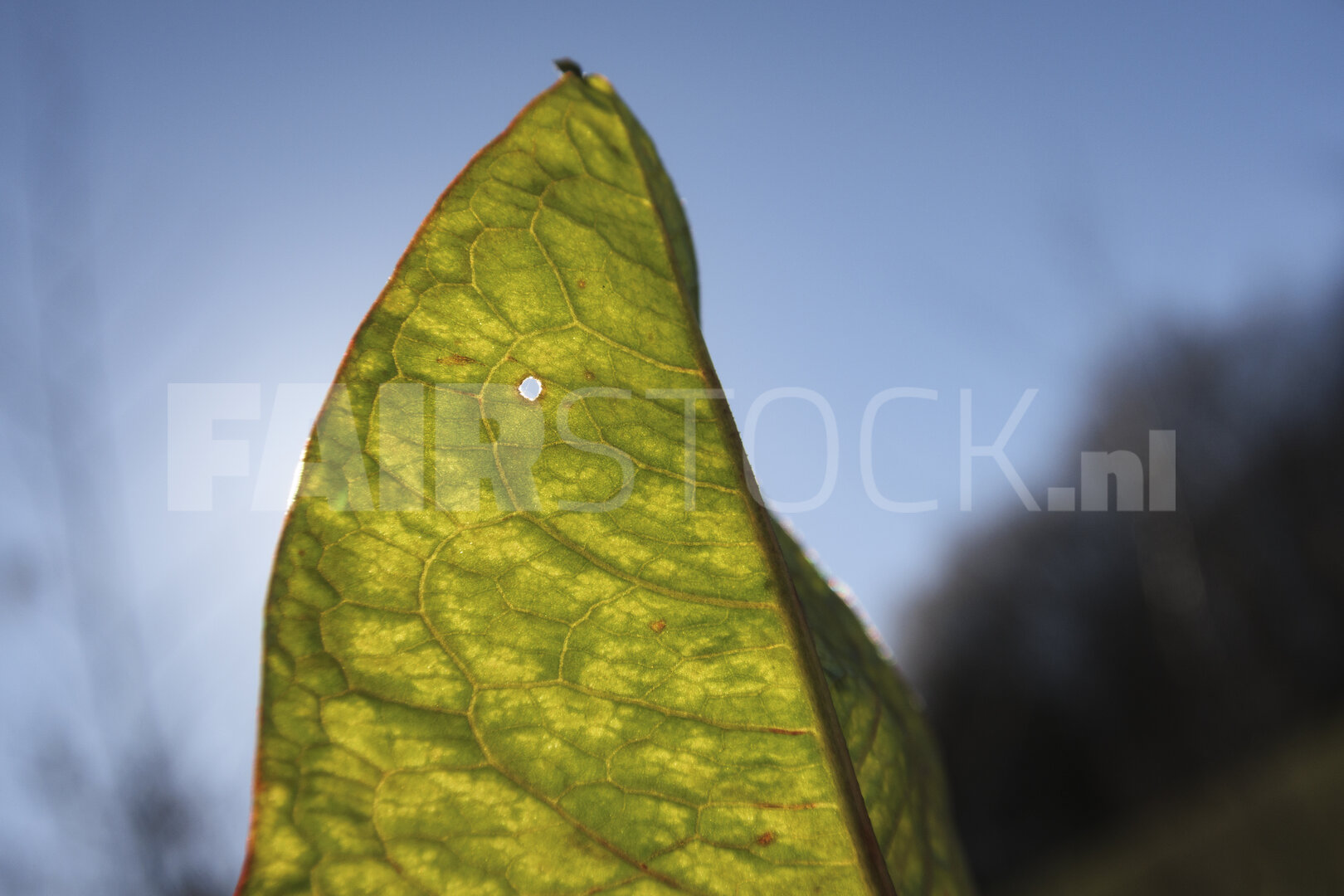 Close-up view of a sunlit leaf highlighting intricate vein patte