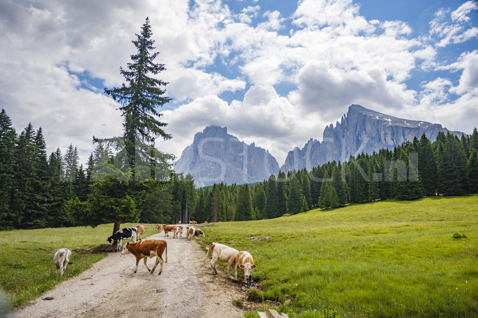 Grazende koeien op pad in Italiaanse Dolomieten