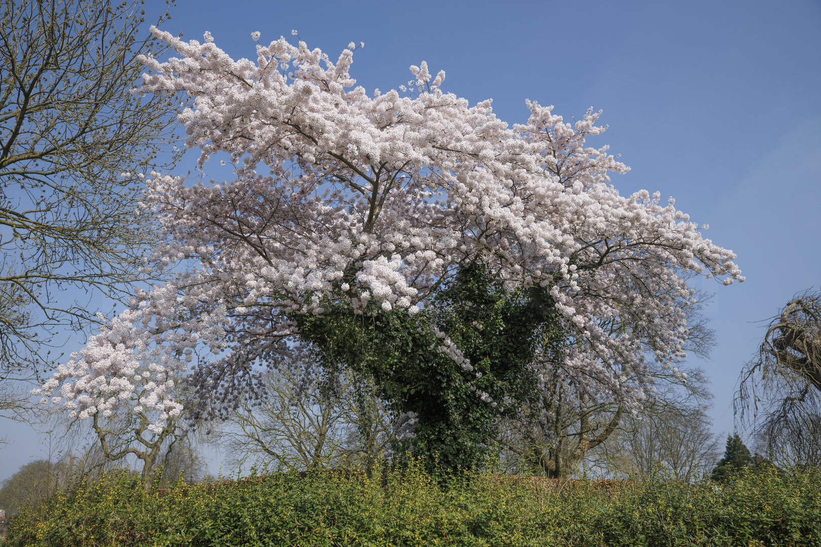 Bloeiende kersenboom in Noord-Brabant