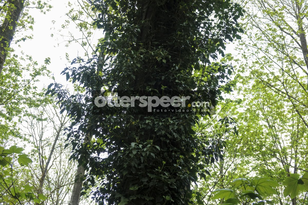 Lush green vines enveloping a tall tree in a serene forest durin
